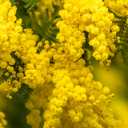 Mimosa ㅤㅤㅤ